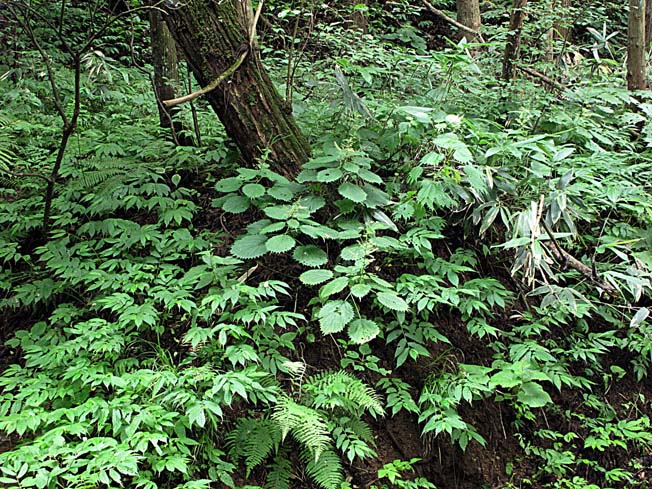 ミヤマイラクサ