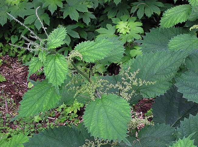 ミヤマイラクサ