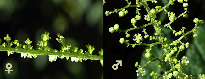 ミヤマイラクサ