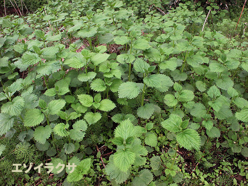 ミヤマイラクサ