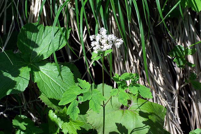 ミヤマカラマツ