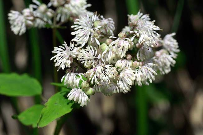 ミヤマカラマツ