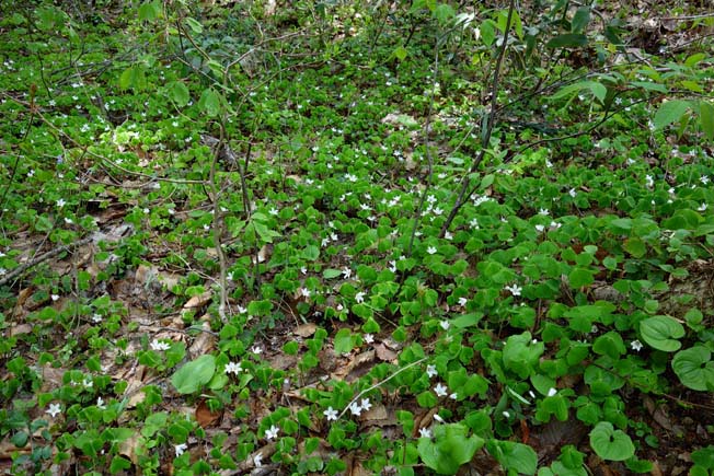 ミヤマカタバミ