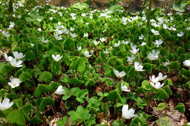 ミヤマカタバミ