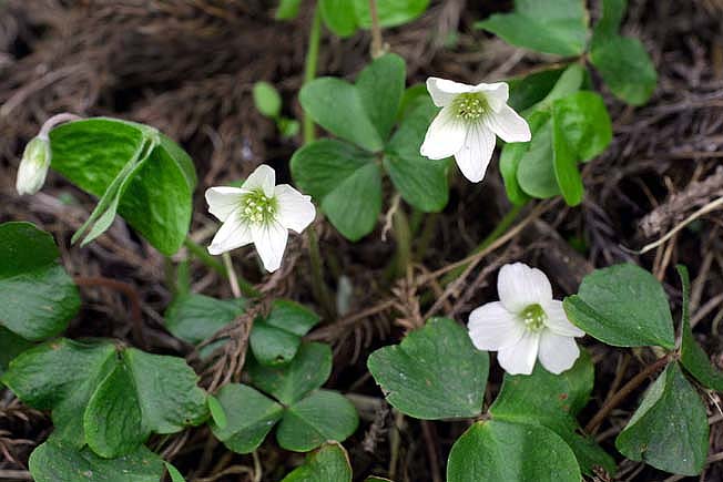 ミヤマカタバミ