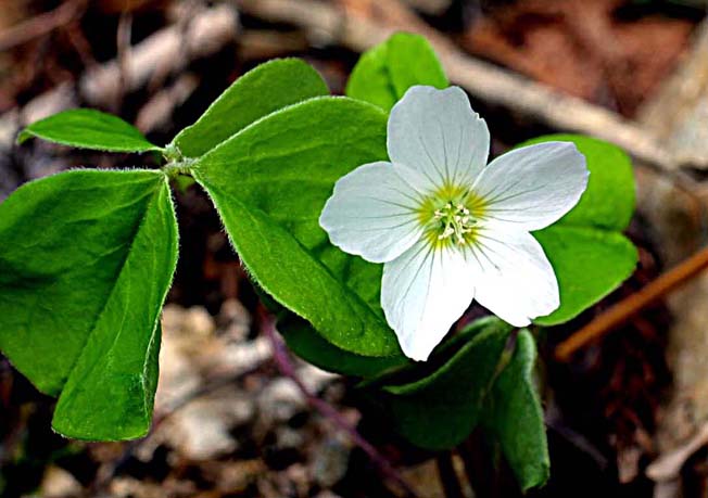 ミヤマカタバミ