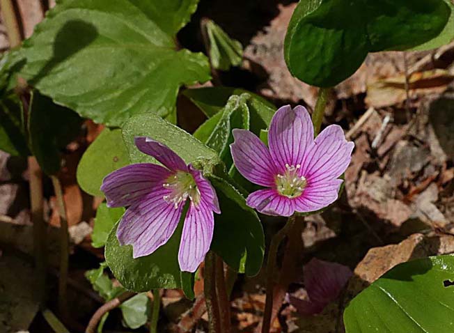 ミヤマカタバミ