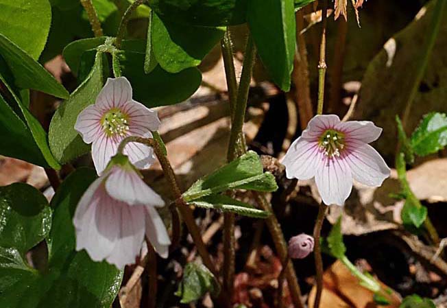 ミヤマカタバミ
