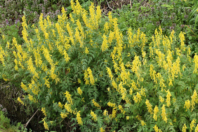 ミヤマキケマン