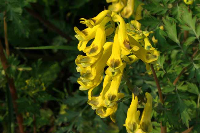 ミヤマキケマン