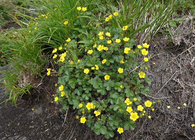 ミヤマキンバイ