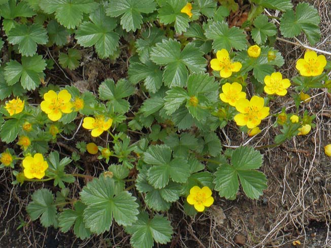 ミヤマキンバイ