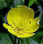 ミヤマキンポウゲ