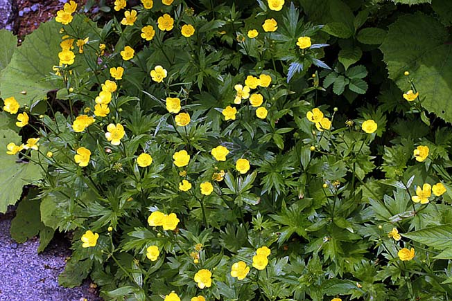 ミヤマキンポウゲ