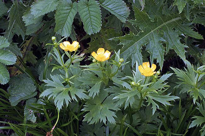 ミヤマキンポウゲ