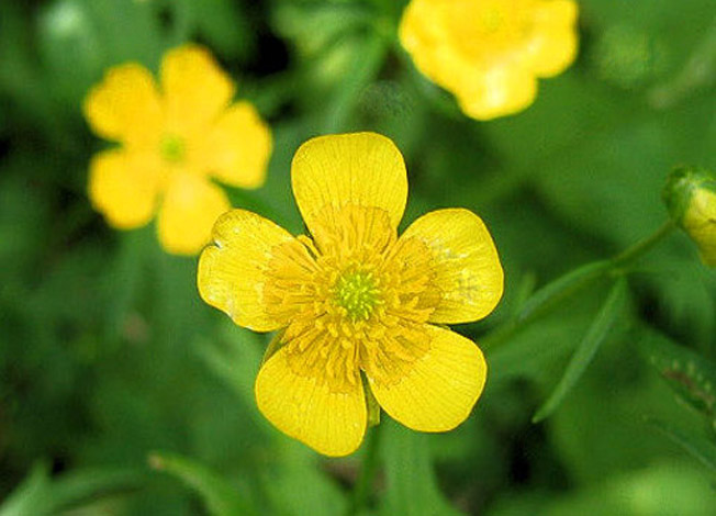 ミヤマキンポウゲ