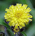 ミヤマコウゾリナ