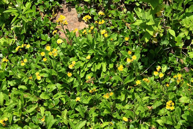 ミヤマコウゾリナ