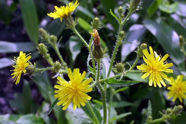 ミヤマコウゾリナ