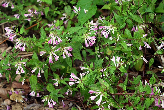ミヤマママコナ