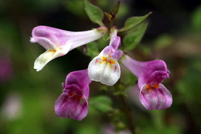 ミヤマママコナ