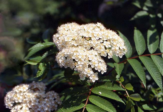 ミヤマナナカマド