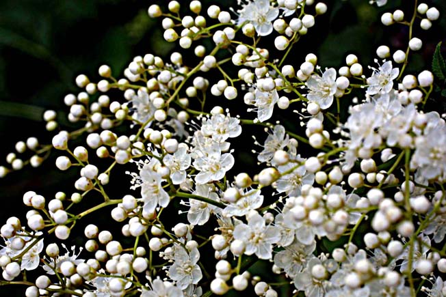 ミヤマナナカマド