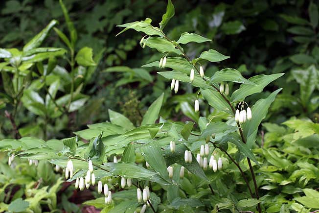 ミヤマナルコユリ