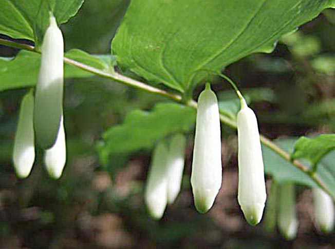 ミヤマナルコユリ