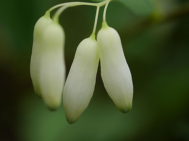 ミヤマナルコユリ