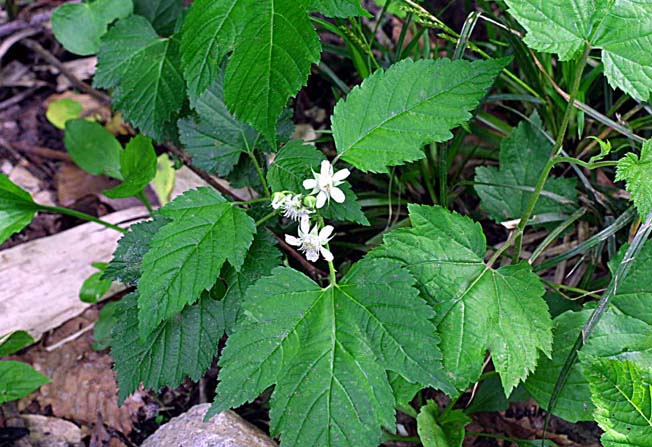 ミヤマニガイチゴ