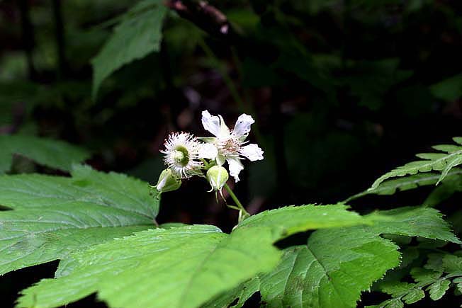 ミヤマニガイチゴ
