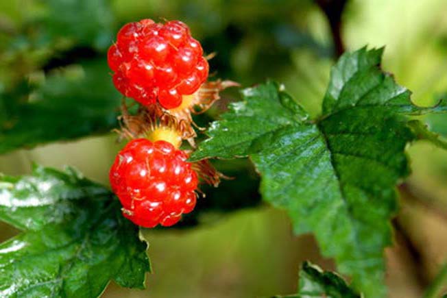 ミヤマニガイチゴ