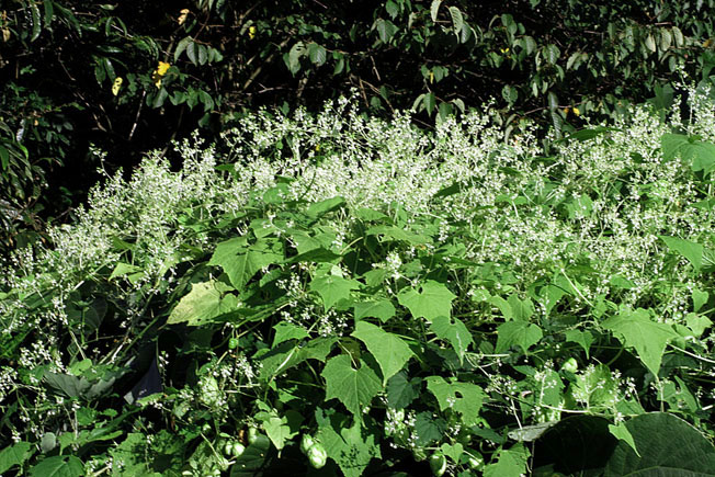 ミヤマニガウリ