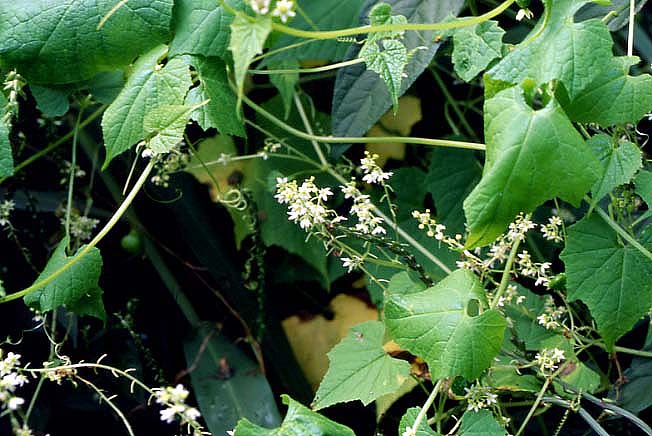 ミヤマニガウリ