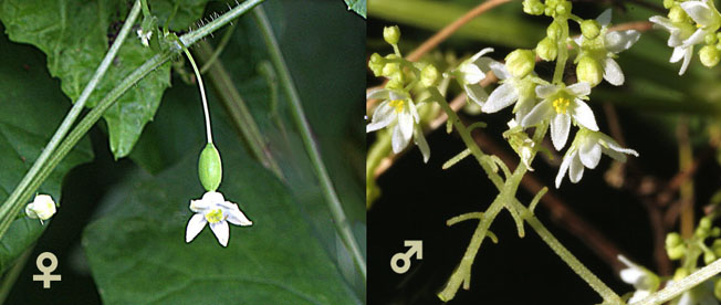 ミヤマニガウリ