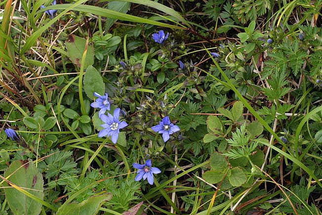 ミヤマリンドウ