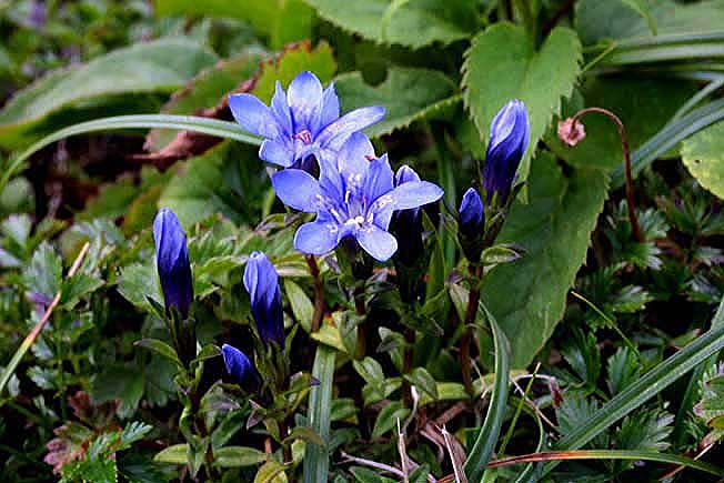 ミヤマリンドウ