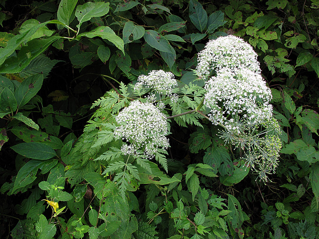 ミヤマセンキュウ