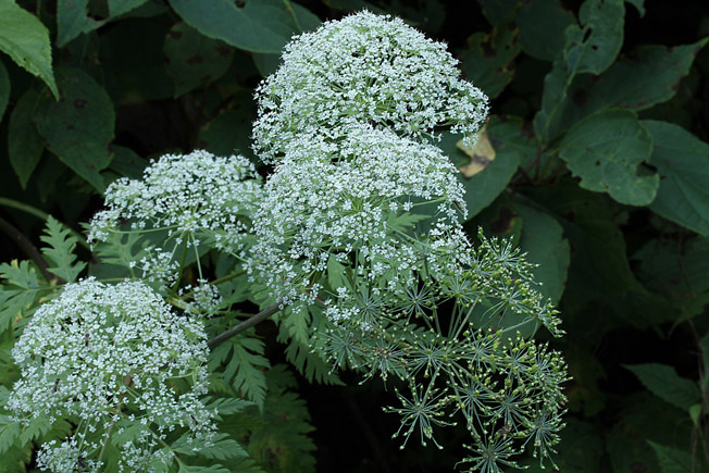 ミヤマセンキュウ