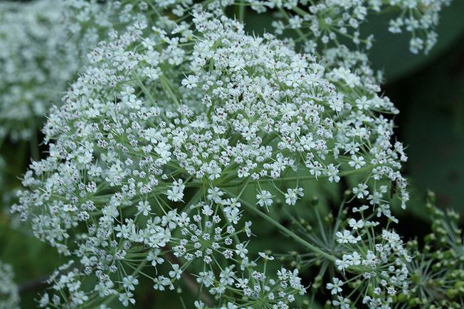 ミヤマセンキュウ