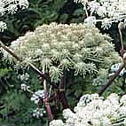 ミヤマシシウド