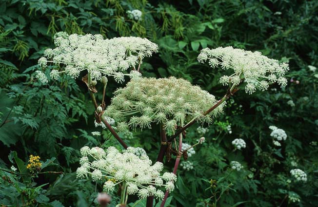 ミヤマシシウド