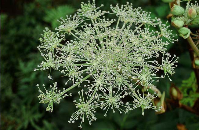 ミヤマシシウド