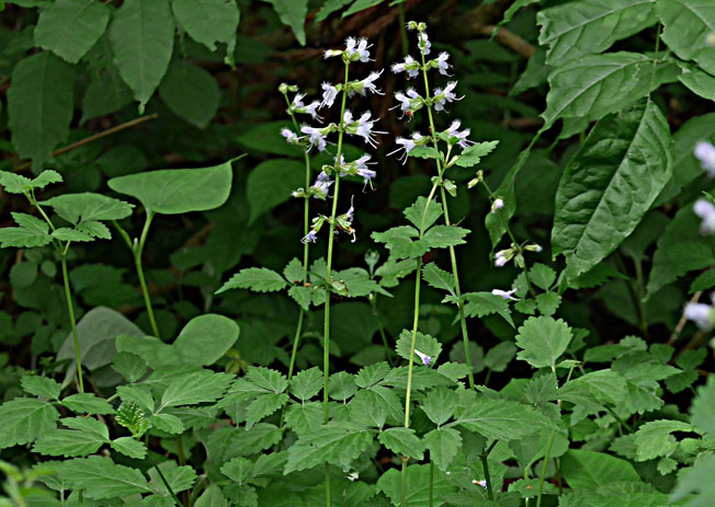 ミヤマタムラソウ