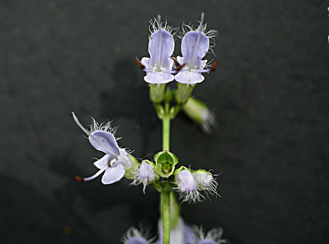 ミヤマタムラソウ