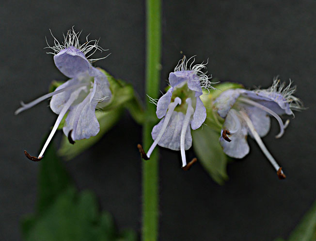 ミヤマタムラソウ