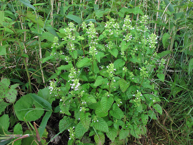 ミヤマトウバナ