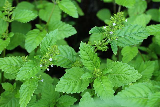 ミヤマトウバナ