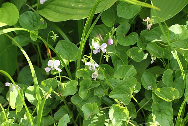 ミヤマツボスミレ